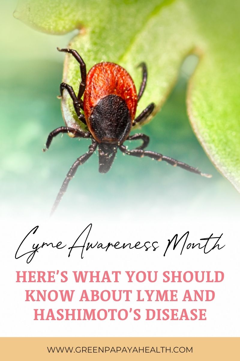 What to Know About Lyme & Hashimoto’s 